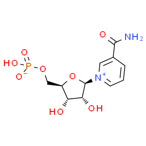 β-煙酰胺單核苷酸；NMN